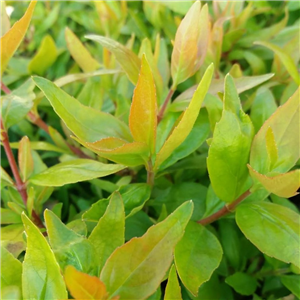 Abelia Grandiflora 'Gold Jewel'